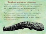 Китайская исполинская саламандра. Является крупнейшим представителем саламандр в мире. Отдельные особи китайской исполинской саламандры могут достигать в длину 180 сантиметров, хотя в настоящее время подобные исполины встречаются крайне редко. Этот вид является эндемиком горных рек и озер в Китае. О