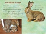 Это древняя порода одомашненных кроликов, которые происходят из фламандского региона. Они были впервые выведены еще в XVI веке в окрестностях города Гент, Бельгия. Кролики породы «бельгийский фландр» могут весить до 12,7 килограммов. Бельгийский фландр