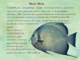 Мола Мола. Osteichthyes, называемые также «костные рыбы», являются группой рыб, которые имеют костные, а не хрящевые, скелеты. Это чрезвычайно разнообразная и многочисленная группа, которая состоит из более чем 29 000 видов. Это самый многочисленный класс позвоночных животных, существующих в настоящ