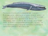 Основу рациона голубого кита составляет планктон. Благодаря своему цедильному аппарату, который состоит из пластин китового уса, за летние месяцы голубой кит может употребить ежедневно колоссальный объем в 3,6 метрических тонн или более. Это означает, что он может съесть до 40 миллионов особей криля