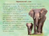 Африканский слон это самое большое животное в мире обитающее на суше. Это не хищник, а вегетарианец, однако является самым опасным животным в тех местах, где обитает, то есть в Африке и Азии. Африканский слон сильно отличается от азиатского и в первую очередь своими размерами, африканский в разы кру
