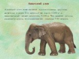 Азиатский слон тоже является одним из самых крупных животных в мире. Его средний вес около 4200 кг , а максимальный может достигать 5200 кг. Что касается длины азиатского слона, то она составляет порядка 5.94 метров. Азиатский слон