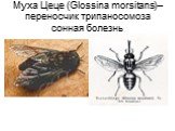 Муха Цеце (Glossina morsitans)– переносчик трипаносомоза сонная болезнь