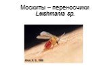 Москиты – переносчики Leishmania sp.