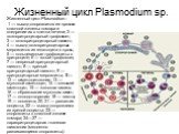 Жизненный цикл Plasmodium sp. Жизненный цикл Plasmodium : 1 — выход спорозоитов из протока слюнной железы комара и внедрение их в клетки печени; 2 — экзоэритроцитарный трофозоит; 3 — экзоэритроцитарный шизонт; 4 — выход экзоэритроцитарных мерозоитов из гепатоцита в кровь; 5 — кольцевидные трофозоиты