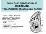 Тканевые протозойные инфекции Токсоплазмоз (Toxoplasma gondii). 1 - коноид - опорное образование; 2 - роптрии, содержат вещество, способствующее проникновению паразита в клетку хозяина; 3 - аппарат Гольджи; 4 - ядро; 5 - ультрацитостом (пора); 6 - митохондрия; 7 - шероховатый эндоплазматический рети