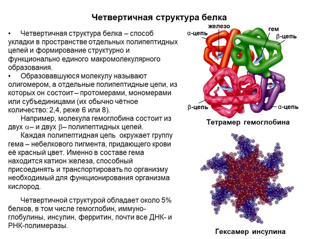 Состав и значение белков. Четвертичная структура белка примеры белков. Четвертичная структура белка гемоглобина. Белок четвертичной структуры. Примеры белков с четвертичной структурой.