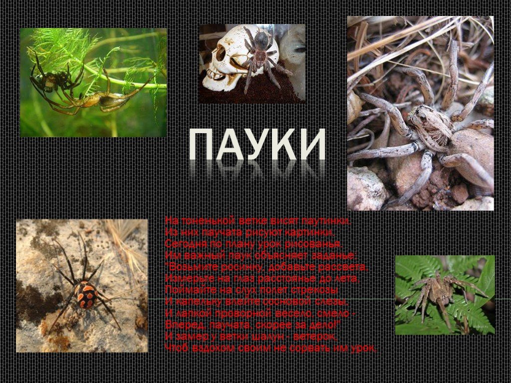 Интересные факты о пауках. Пауки презентация. Сообщение о пауке. Интересные факты о пауках 7 класс по биологии.