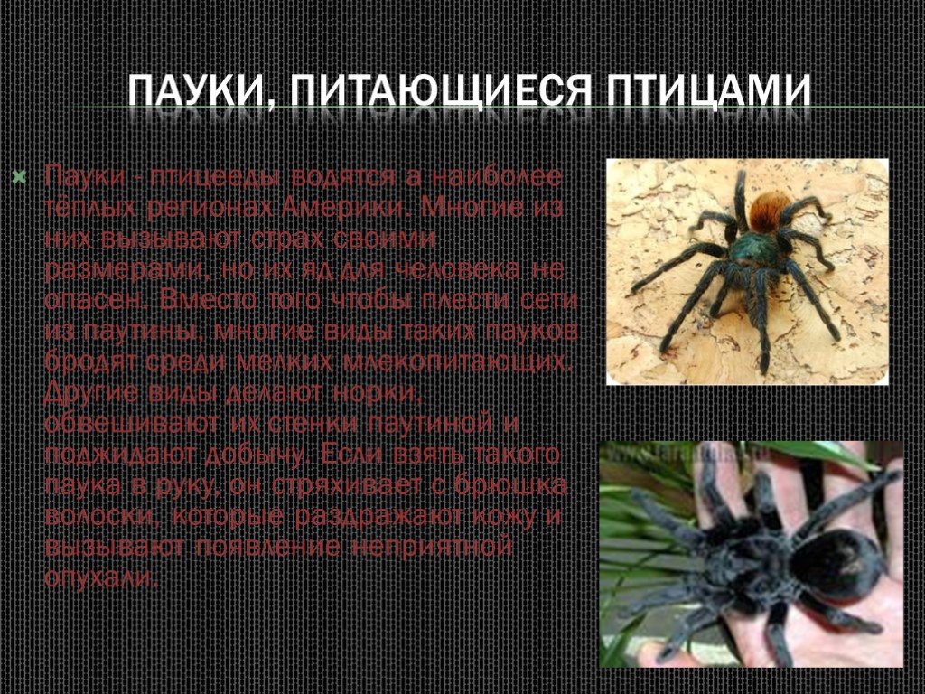 Про паукообразное. Пауки презентация. Паукообразные презентация. Презентация на тему пауки. Описание паука.