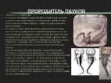 Прородитель пауков. Птериготус и Эвриптерус В лагунах силурийских морей достигли значительного развития удивительные паукообразные членистоногие (Arachnomorpha), относящиеся, главным образом, к подклассу ракоскорпионов (Merostomata). На нижней части головогруди было расположено шесть пар конечностей