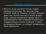 Питание пауков. Многие пауки приносят пользу, поедая вредных насекомых. Но крупные виды охотятся также на ящериц, лягушек, мышей и даже птиц. Глотать они могут только жидкую пищу, поэтому парализуют жертву ядом и впрыскивают в неё пищеварительные соки, предварительно опутав паутиной. А потом высасыв