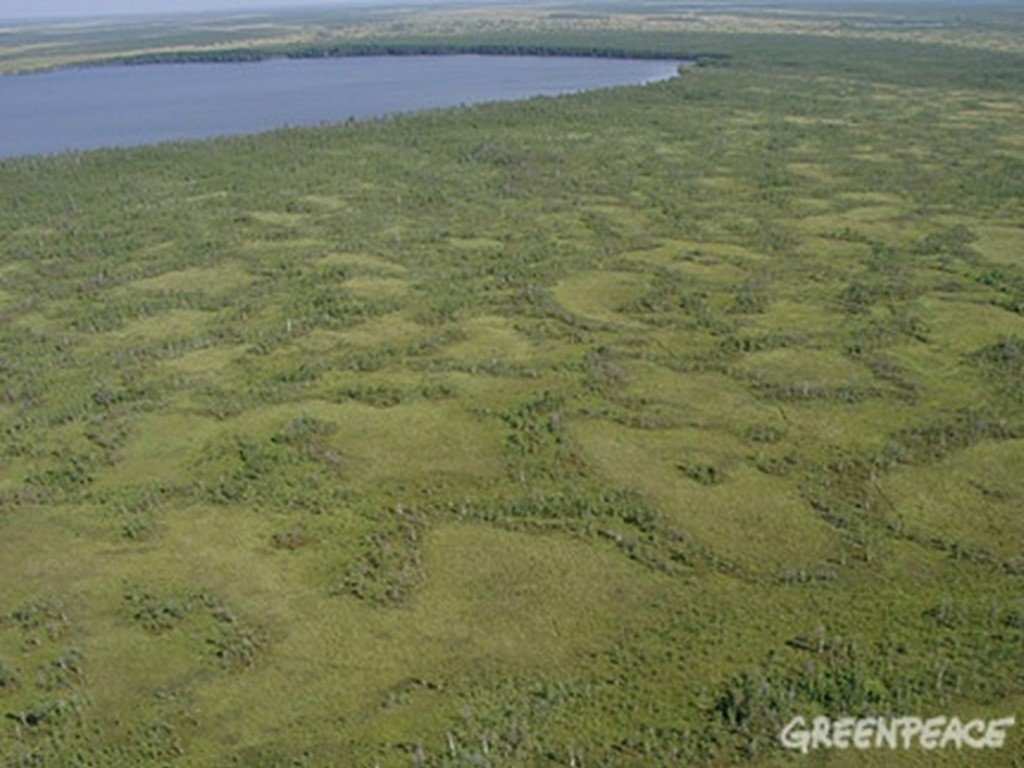 Топком дне озера. Васюганское болото заповедник. Васюганские болота в Новосибирской области. Нефтеюганск болота. Васюганские болота Морошка.