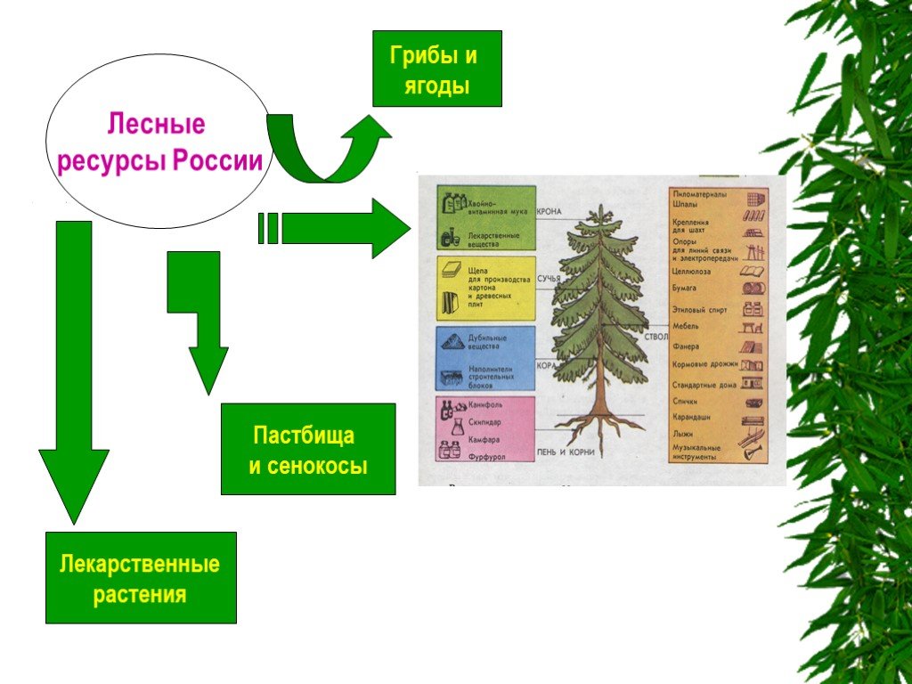 Использование лесных ресурсов. Лесные ресурсы схема. Лесные ресурсы классификация. Виды лесных ресурсов. Лесные ресурсы России презентация.