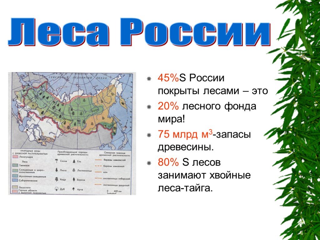 Территория тайги это леса занимающие. Лесные зоны России. Леса России презентация. Лесные зоны России презентация. Лесные зоны презентация.