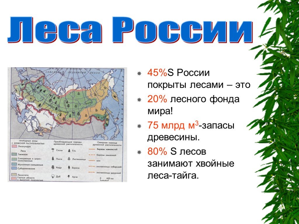 Какой процент россии занимают лесные зоны