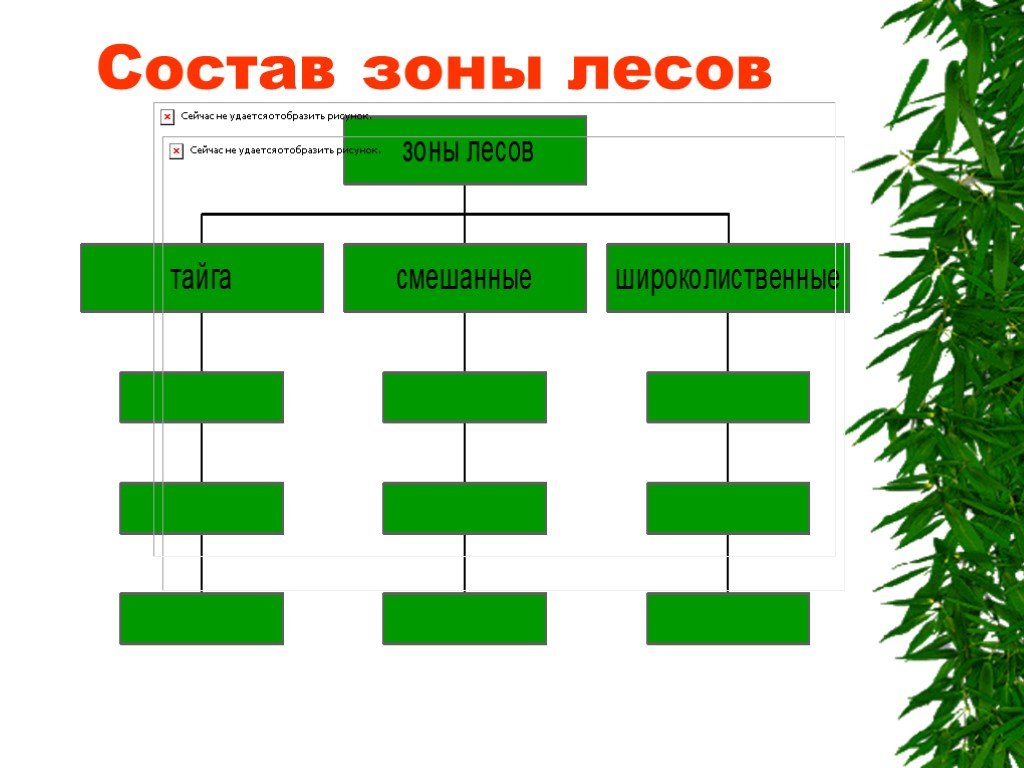 Зона состоит из. Состав леса. Зона лесов России схема. Лесная зона схема. Схема на тему Лесные зоны.