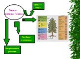 п и. Лесные ресурсы России. Пастбища и сенокосы. Лекарственные растения. Грибы и ягоды