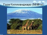 Гора Килиманджаро (5895 м).