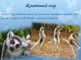 Животный мир. Мадагаскар известен своим уникальным животным миром. Здесь живут лемуры, нигде больше не встречающиеся.