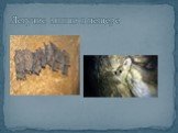 Летучие мыши в пещере