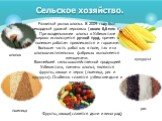 Сельское хозяйство. хлопок пшеница рис. Фрукты, овощи(славятся дыни и виноград). кукуруза. Развитый рынок хлопка. В 2009 году был рекордный урожай зерновых (около 6,6 млн т). При возделывании хлопка в Узбекистане широко используется ручной труд, причем к полевым работам привлекаются и горожане. Боль