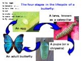 The four stages in the lifecycle of a butterfly: An egg A larva, known as a caterpillar A pupa (or a chrysalis) An adult butterfly. to lay eggs to become a … to turn into a … to eat to make a … to come out from a … to fly away