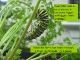 Caterpillar eats a lot of leaves. It becomes bigger and bigger, fatter and fatter. When the larva has eaten enough, it forms a chrysalis (or a pupa).