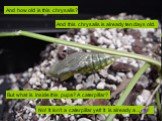 And this chrysalis is already ten days old. But what is inside this pupa? A caterpillar? And how old is this chrysalis? No! It isn’t a caterpillar yet! It is already a …