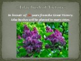 In honair of 70 years from the Great Victory. Lilac bushes will be planted in many cities. « Lilac bush of Victory»