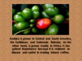 Arabica is grown in Central and South America, the Caribbean, and Indonesia. Robusta, on the other hand, is grown mainly in Africa. It has gained importance because it is resistant to disease and useful in making instant coffee.