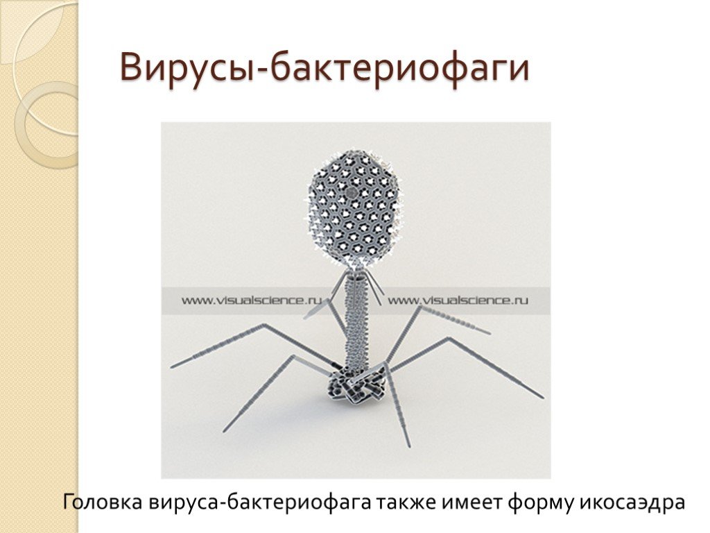 Наследственный аппарат бактериофага. Строение вируса бактериофага. Схема строения вируса и бактериофага. Бактериофаг икосаэдр. Бактериофаг многогранник.