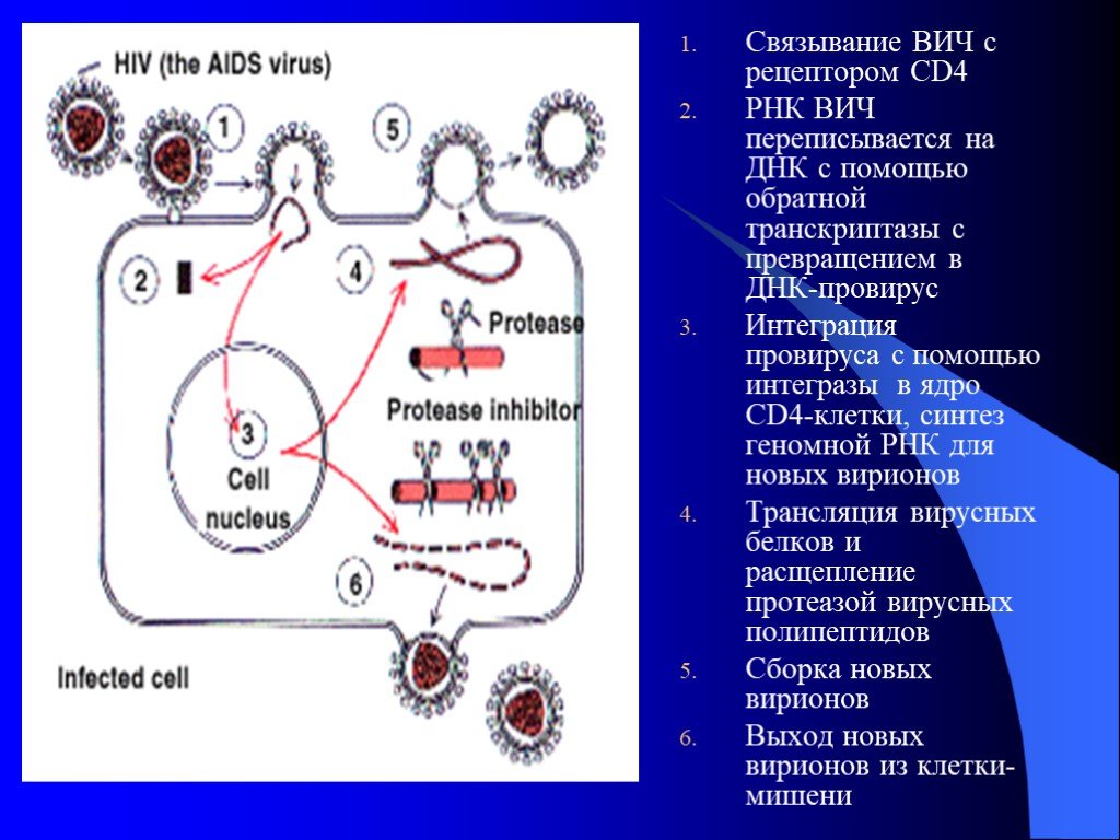 Инфекционная рнк. Cd4 клетки. Рецепторы к ВИЧ Т клетки СД 4. Белок рецептора cd4. Рецептор сд4 ВИЧ.