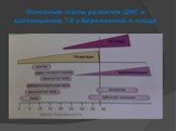 Основные этапы развития ЦНС и соотношение Т4 у беременной и плода