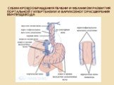 Схема кровообращения печени и механизм развития портальной гипертензии и варикозного расширения вен пищевода