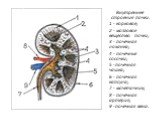 Внутреннее строение почки. 1 - корковое; 2 - мозговое вещество почки; 3 - почечная лоханка; 4 - почечные сосочки; 5 -почечная чашка; 6 - почечная капсула; 7 - мочеточник; 8 - почечная артерия; 9 -почечная вена.