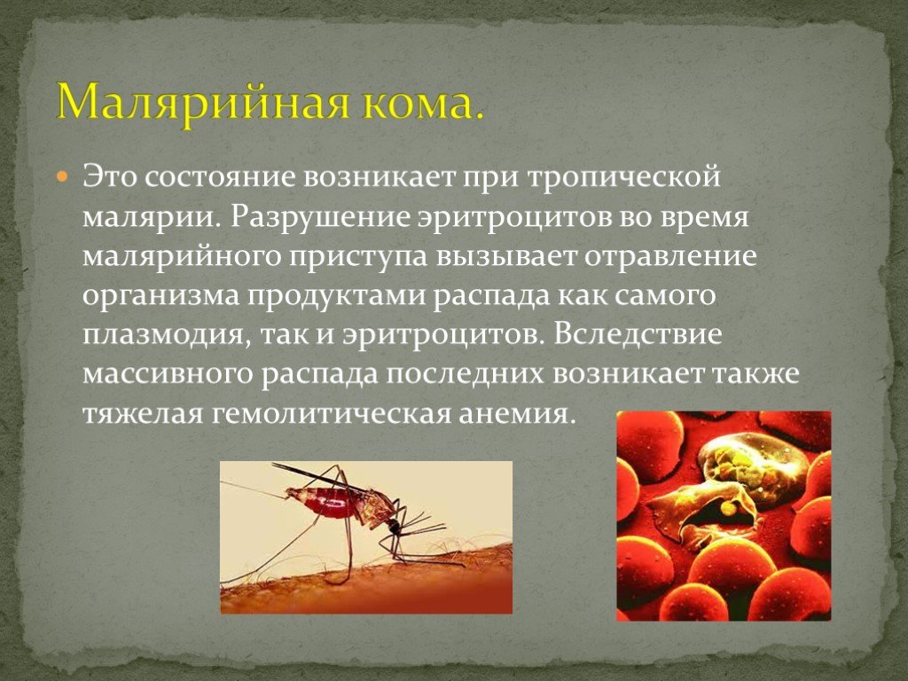 Лечение тяжелой тропической малярии. Малярийная кома. Малярийная кома патогенез. Разрушение эритроцитов малярийным плазмодием.
