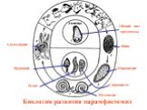 Биология развития парамфистомид. Моллюски Адолескарии