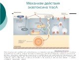 Механизм действия экзотоксина VacA. Effects of VacA on gastric epithelial cells include alterations in mitochondrial membrane permeability and apoptosis, stimulation of pro-inflammatory signalling, increased permeability of the plasma membrane and alterations in endocytic compartments. Multiple H. p