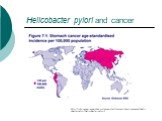 Helicobacter pylori and cancer. http://info.cancerresearchuk.org/cancerstats/causes/infectiousagents/helicobacterpylori/helicobacter-pylori2