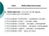 Сем. Helicobacteraceae p. Helicobacter состоит из 24 видов, патогенны для человека : Helicobacter heilmannii – вызывает гастрит Helicobacter pylori – гастрит, язва Helicobacter cinaedi - энтерит, септицимия Helicobacter fennelliae - энтерит, септицимия Helicobacter rappini - энтерит, септицимия Heli