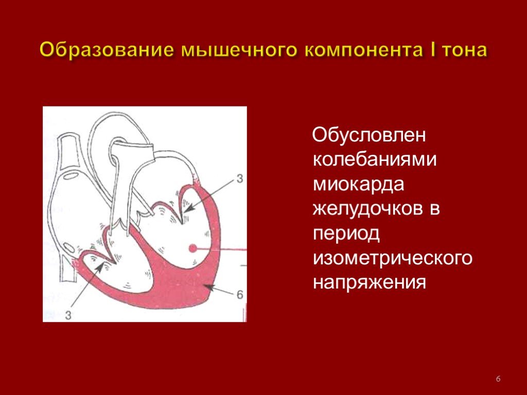 Тони сердца. Компонент 1 тона сердца. Образование 1 тона сердца. Компоненты сердечных тонов. Сосудистый компонент II тона сердца обусловлен колебаниями:.