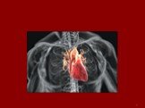 Методы исследования сердечно-сосудистой системы: аускультация сердца Слайд: 2