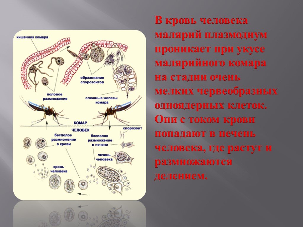 Возникновении малярии. Малярийный плазмодий. Переносчик малярийного плазмодия. Жизненный цикл малярийного плазмодия. Эритроцитарный цикл плазмодия.