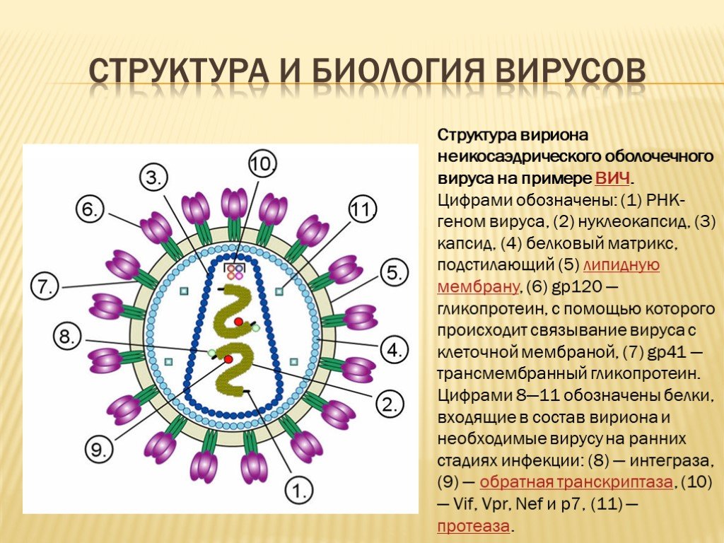 Вирусы 6 класс биология. ВИЧ структура вириона. Структура вириона на примере ВИЧ. Капсид вириона ВИЧ состоит из белка. Строение вируса капсид и нуклеокапсид.