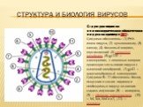 Структура вириона неикосаэдрического оболочечного вируса на примере ВИЧ. Цифрами обозначены: (1) РНК-геном вируса, (2) нуклеокапсид, (3) капсид, (4) белковый матрикс, подстилающий (5) липидную мембрану, (6) gp120 — гликопротеин, с помощью которого происходит связывание вируса с клеточной мембраной, 