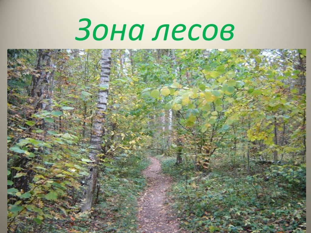 Урок лесная зона. Зона лесов России. Зона лесов леса России. Зона леса России 4 класс. Растения зоны лесов 4 класс.