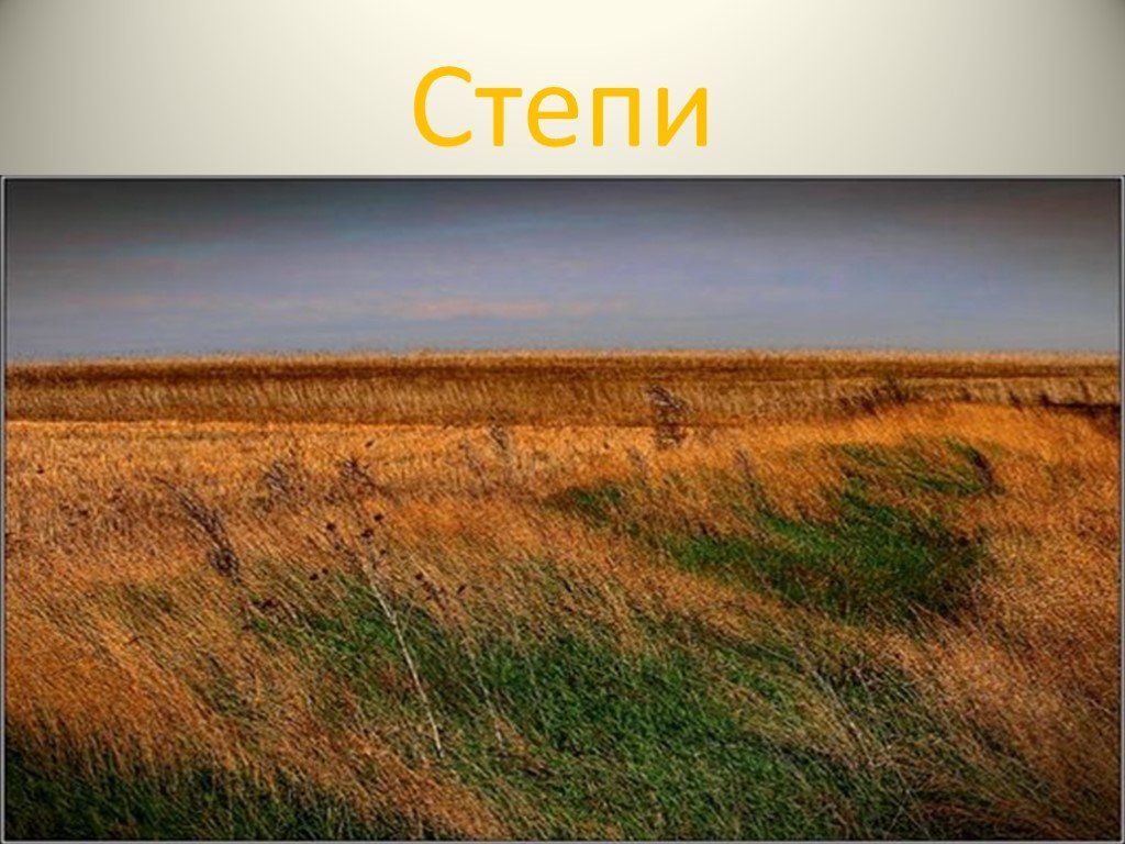 Большая часть зоны степей находится. Зона степей. Степная зона. Степи России. Природа Степной зоны России.