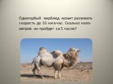 Одногорбый верблюд может развивать скорость до 16 км в час. Сколько кило- метров он пройдет за 5 часов?