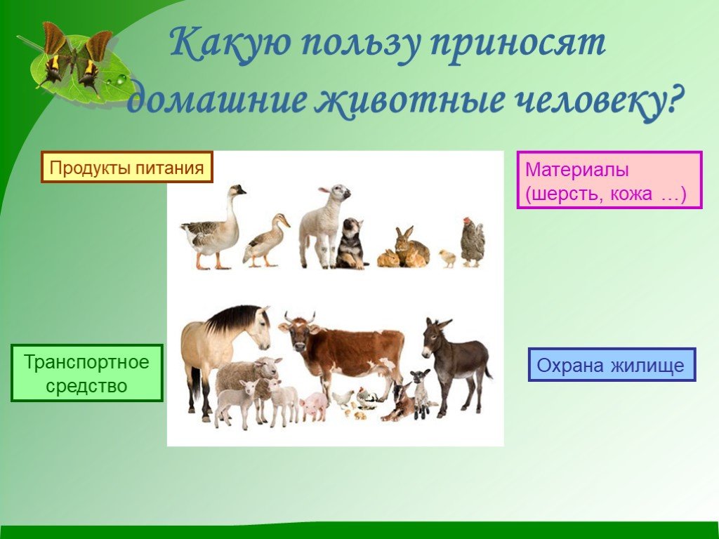 Какие свойства человек развивает у домашних. Польза домашних животных. Домашние животные слайд. Домашних животных в жизни человека. Дикие и домашние животные.