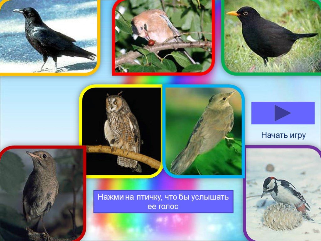 Начало голос птицы. Птицы и их голоса. Угадать птиц по голосу. Угадай птицу по голосу. Проект изучаем голоса птиц.